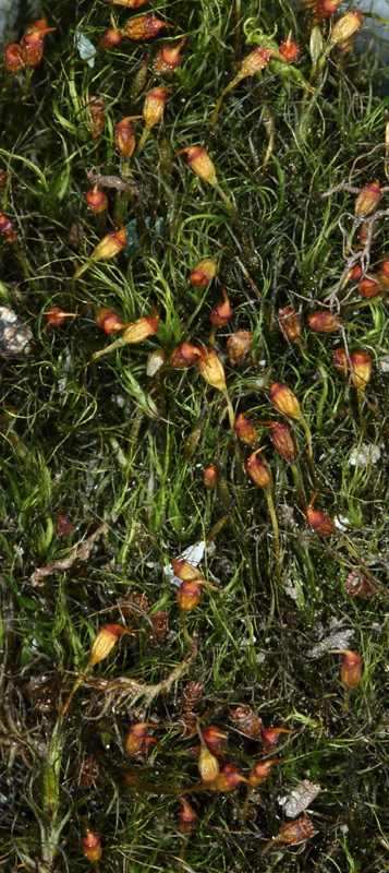 Blindia acuta